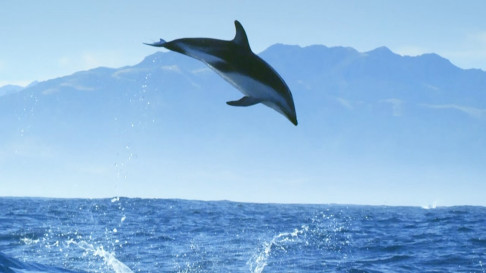 Xem Phim Diving with Dolphins