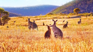 Xem Phim Thung lũng kangaroo